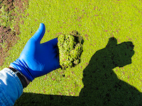 6 Considerations for Duckweed Control in Wastewater Ponds